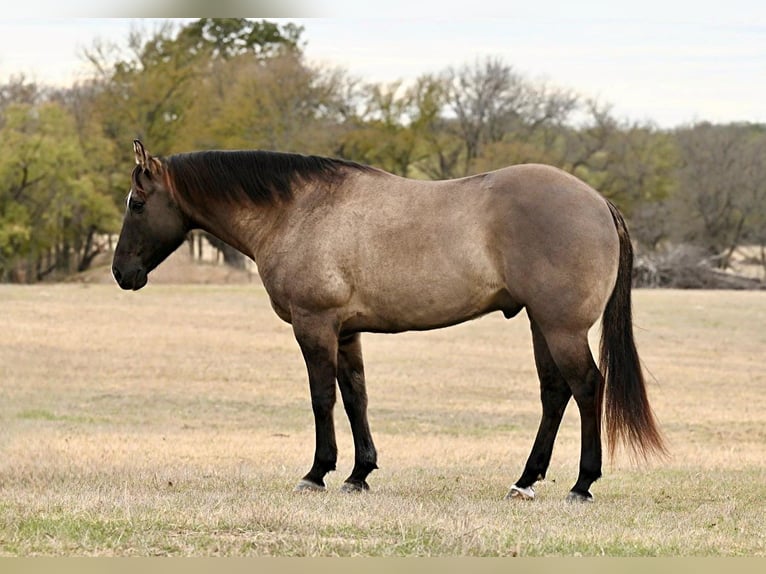 American Quarter Horse Wallach 11 Jahre 157 cm Grullo in WEATHERFORD tx