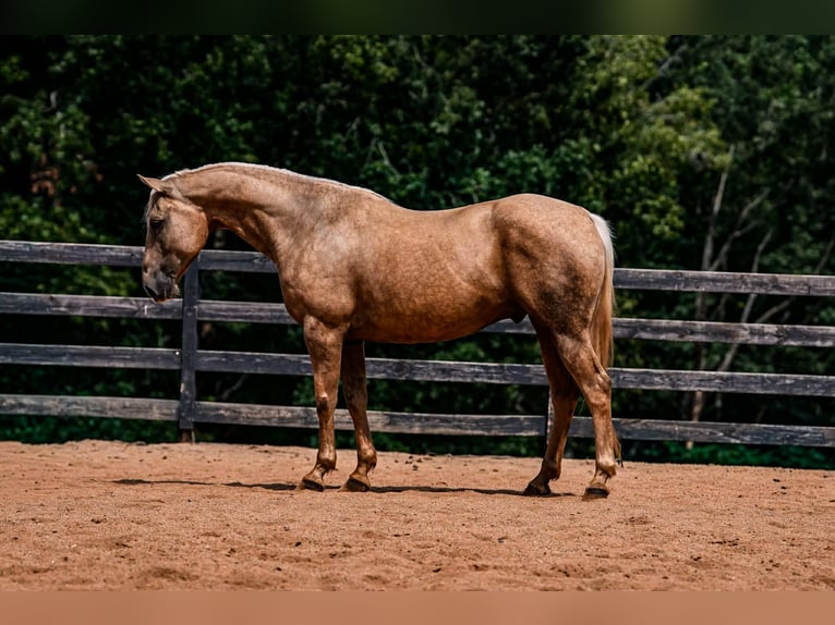 American Quarter Horse Wallach 11 Jahre 157 cm Palomino in Clover