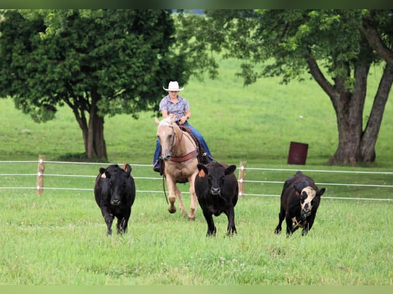 American Quarter Horse Wallach 11 Jahre 157 cm Palomino in Clover