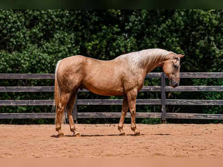 American Quarter Horse Wallach 11 Jahre 157 cm Palomino in Clover