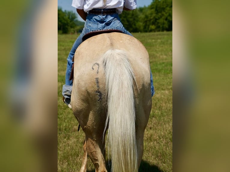 American Quarter Horse Wallach 11 Jahre 157 cm Palomino in Valley Springs, SD