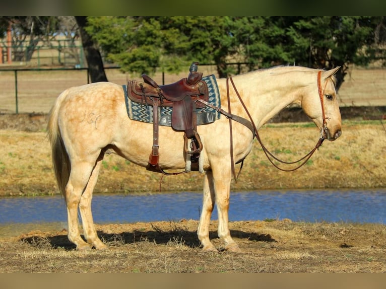 American Quarter Horse Wallach 11 Jahre 157 cm Palomino in Joshua, TX