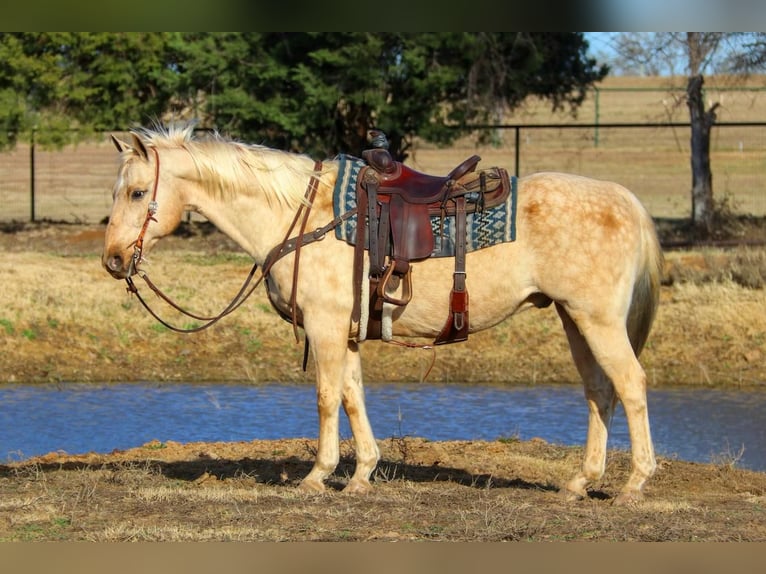 American Quarter Horse Wallach 11 Jahre 157 cm Palomino in Joshua, TX
