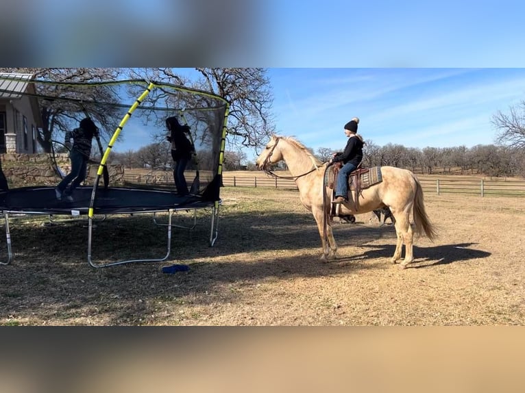 American Quarter Horse Wallach 11 Jahre 157 cm Palomino in Joshua, TX