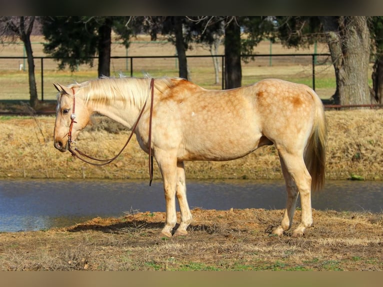 American Quarter Horse Wallach 11 Jahre 157 cm Palomino in Joshua, TX