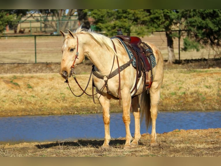 American Quarter Horse Wallach 11 Jahre 157 cm Palomino in Joshua, TX