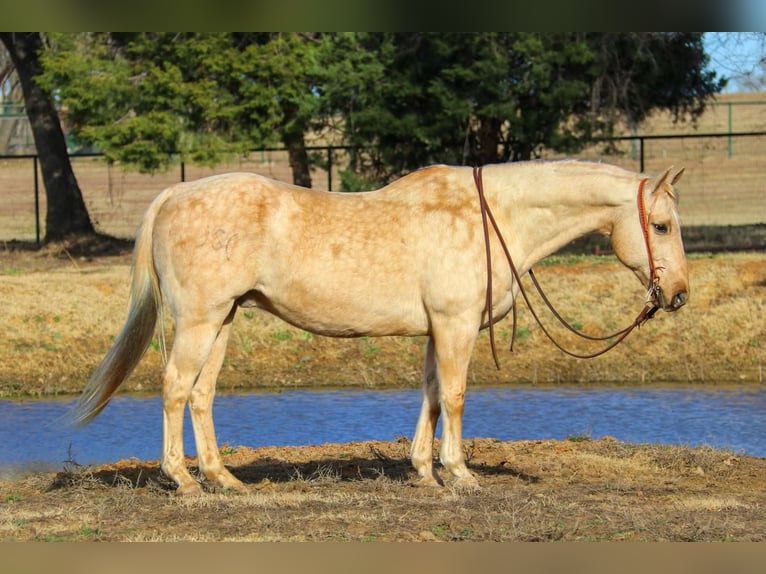 American Quarter Horse Wallach 11 Jahre 157 cm Palomino in Joshua, TX