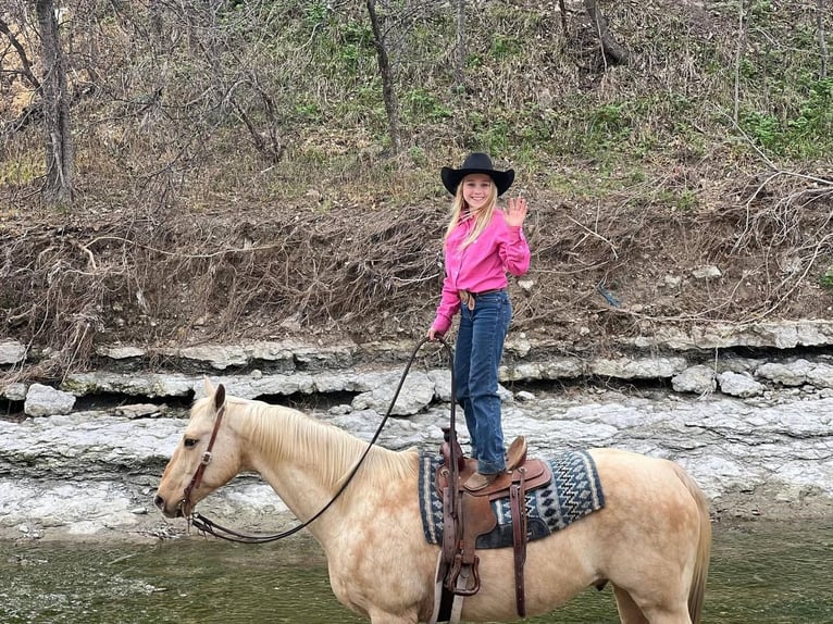 American Quarter Horse Wallach 11 Jahre 157 cm Palomino in Joshua, TX