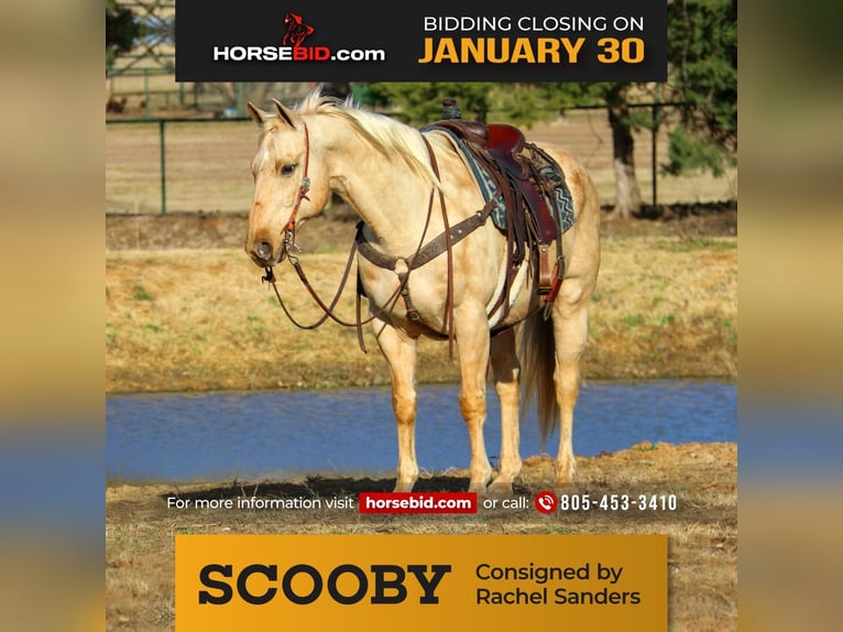 American Quarter Horse Wallach 11 Jahre 157 cm Palomino in Joshua, TX
