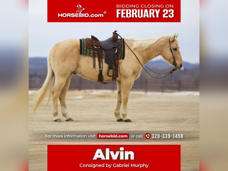 American Quarter Horse Wallach 11 Jahre 157 cm Palomino in Cannon Falls