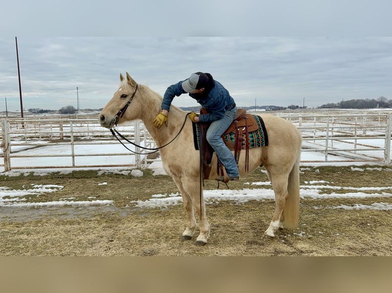 American Quarter Horse Wallach 11 Jahre 157 cm Palomino in Cannon Falls