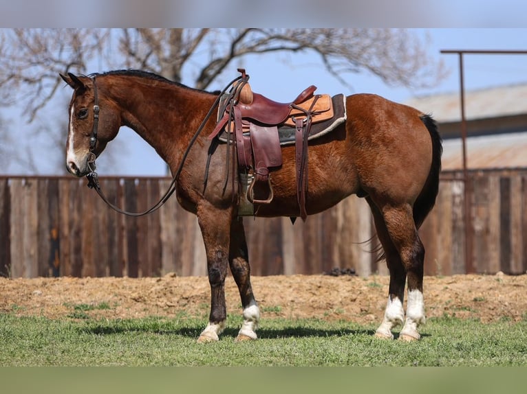American Quarter Horse Wallach 11 Jahre 157 cm in Joshua, TX
