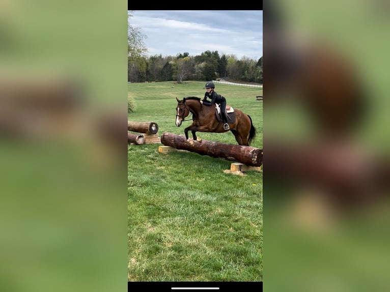 American Quarter Horse Wallach 11 Jahre 157 cm in Joshua, TX