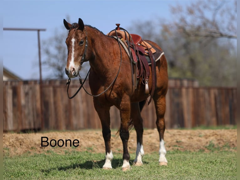 American Quarter Horse Wallach 11 Jahre 157 cm in Joshua, TX
