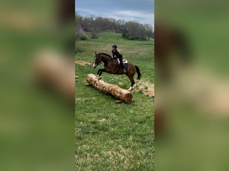 American Quarter Horse Wallach 11 Jahre 157 cm in Joshua, TX