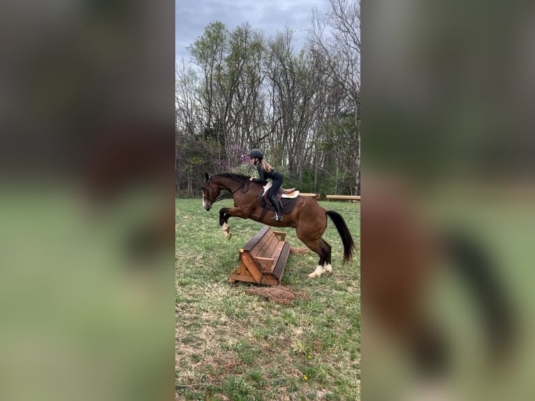American Quarter Horse Wallach 11 Jahre 157 cm in Joshua, TX