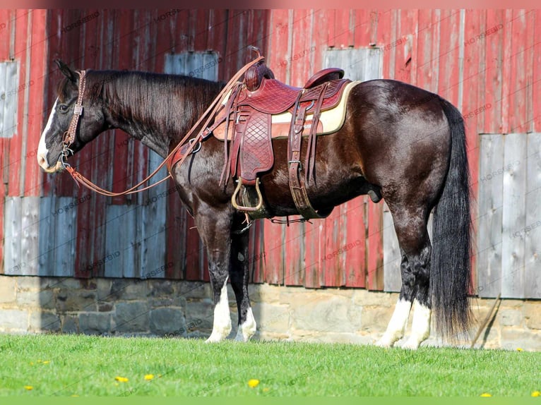 American Quarter Horse Wallach 11 Jahre 157 cm Rappe in Clarion