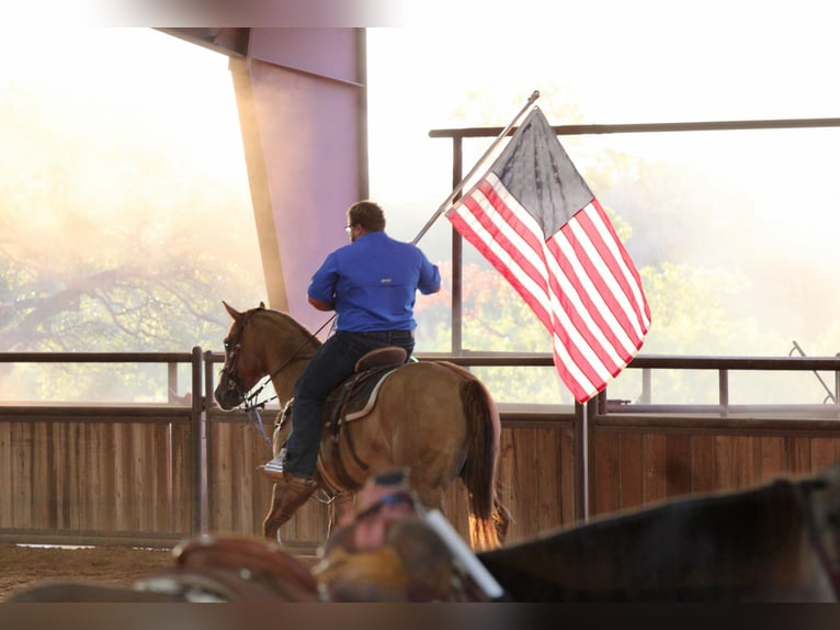 American Quarter Horse Wallach 11 Jahre 157 cm Red Dun in Breckenridge TX