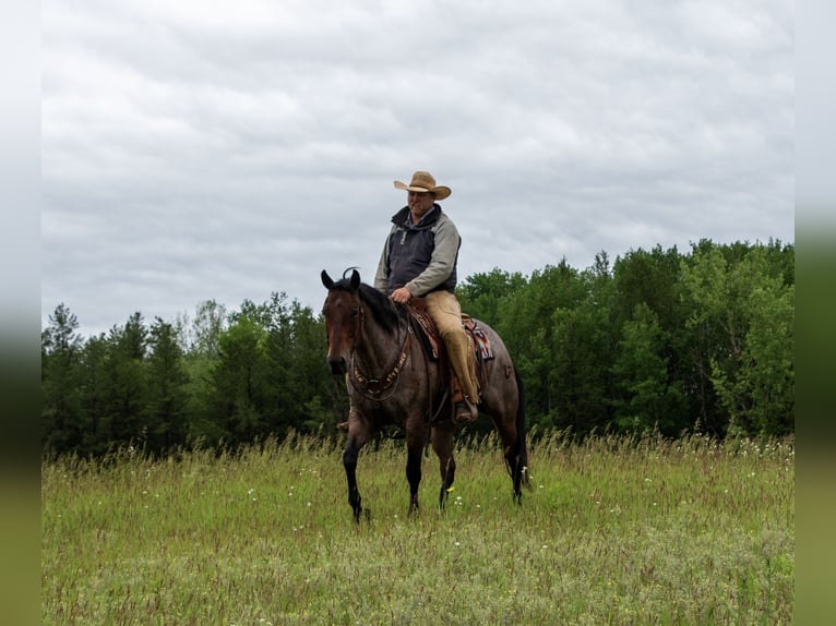 American Quarter Horse Wallach 11 Jahre 157 cm Roan-Bay in Nevis, MN