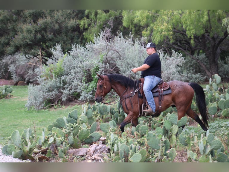 American Quarter Horse Wallach 11 Jahre 157 cm Roan-Bay in Morgan Mill TX