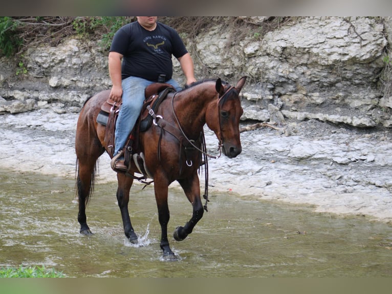 American Quarter Horse Wallach 11 Jahre 157 cm Roan-Bay in Morgan Mill TX