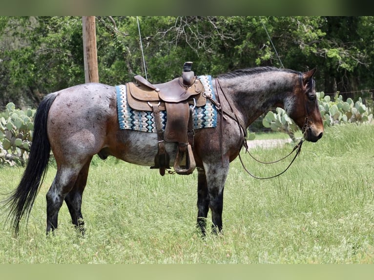 American Quarter Horse Wallach 11 Jahre 157 cm Roan-Bay in Morgan Mill TX
