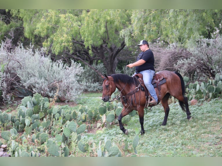 American Quarter Horse Wallach 11 Jahre 157 cm Roan-Bay in Morgan Mill TX