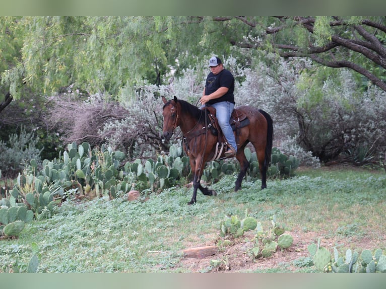 American Quarter Horse Wallach 11 Jahre 157 cm Roan-Bay in Morgan Mill TX