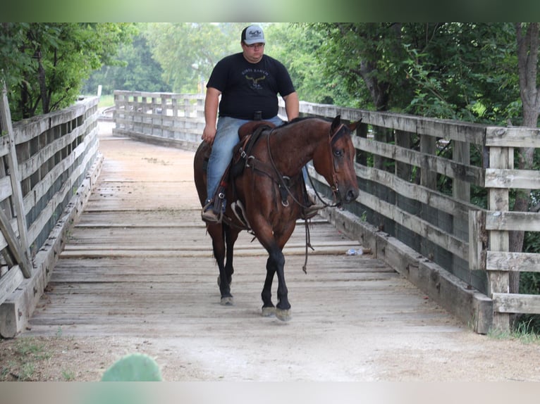 American Quarter Horse Wallach 11 Jahre 157 cm Roan-Bay in Morgan Mill TX