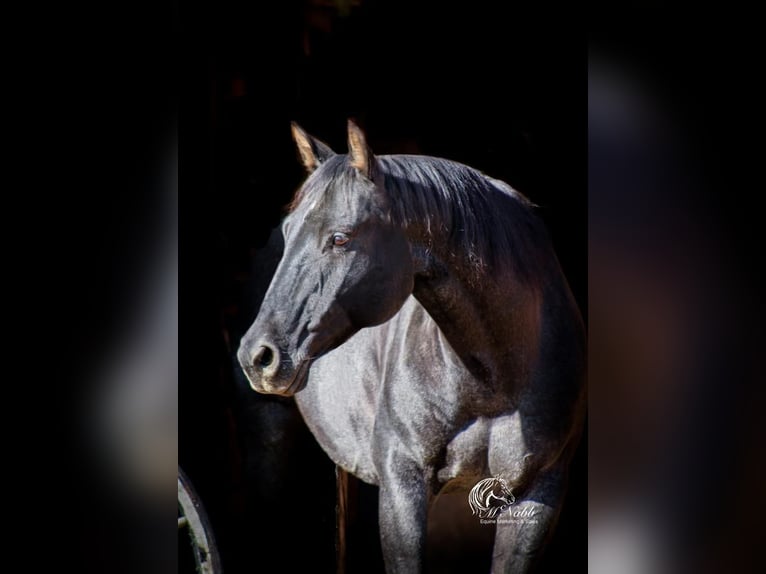 American Quarter Horse Wallach 11 Jahre 157 cm Roan-Blue in Cody, WY