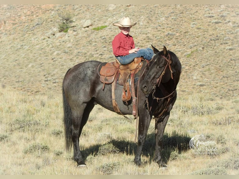 American Quarter Horse Wallach 11 Jahre 157 cm Roan-Blue in Cody, WY