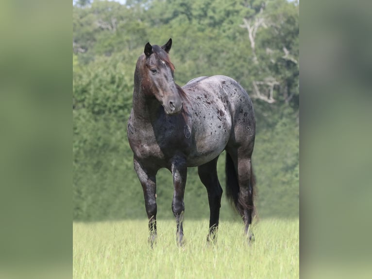 American Quarter Horse Wallach 11 Jahre 157 cm Roan-Blue in Athens