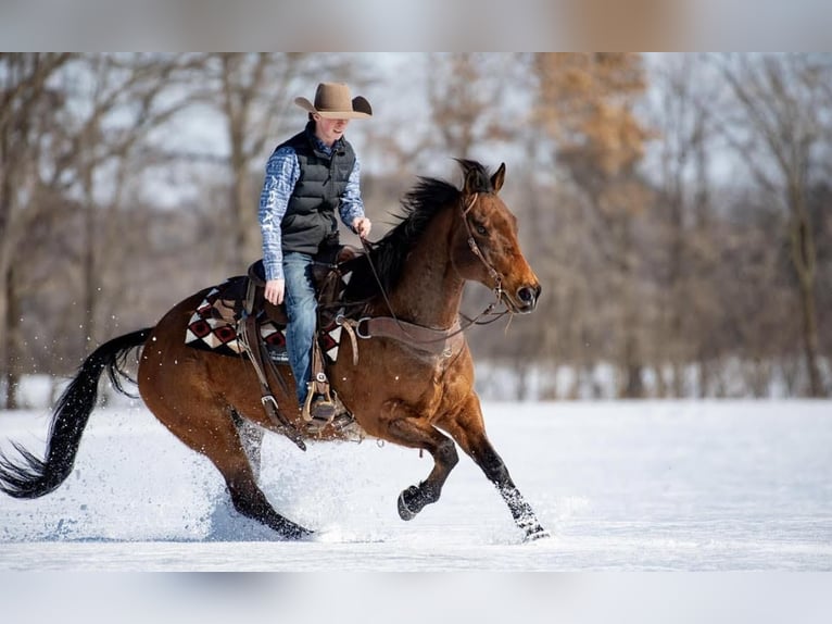 American Quarter Horse Wallach 11 Jahre 157 cm Rotbrauner in Boyceville, WI
