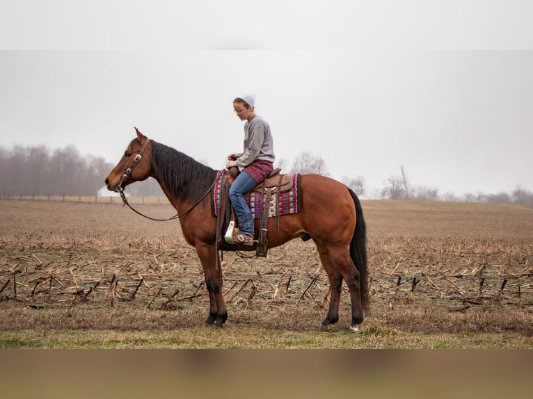 American Quarter Horse Wallach 11 Jahre 157 cm Rotbrauner in Dundee