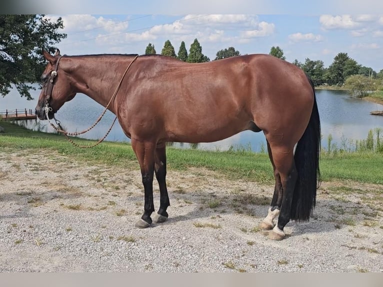 American Quarter Horse Wallach 11 Jahre 157 cm Rotbrauner in Robards, KY