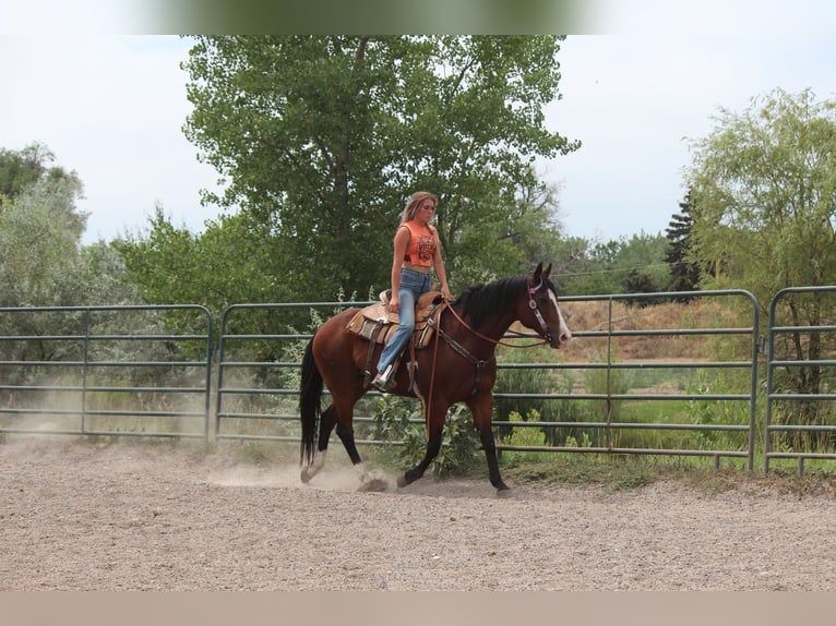 American Quarter Horse Wallach 11 Jahre 157 cm Rotbrauner in Fort Collins
