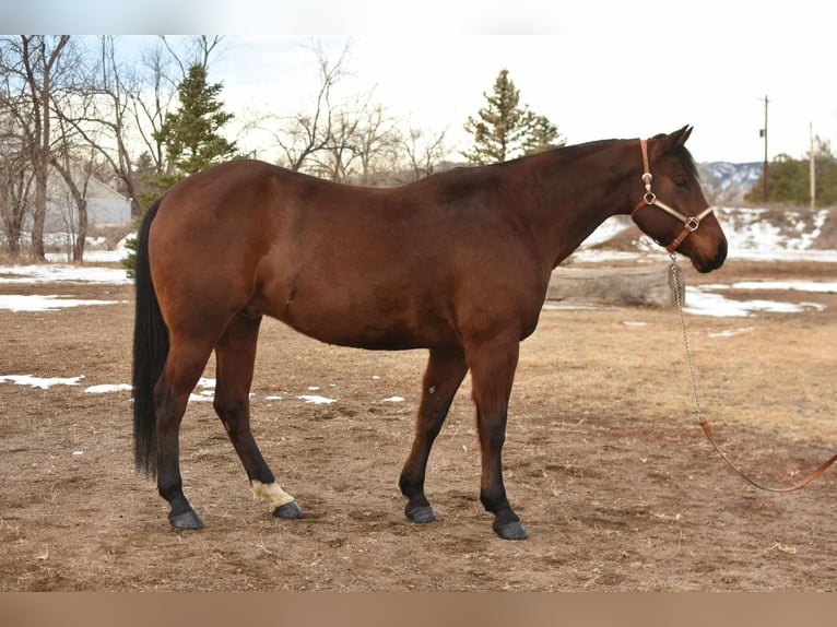 American Quarter Horse Wallach 11 Jahre 157 cm Rotbrauner in Fort Collins, CO