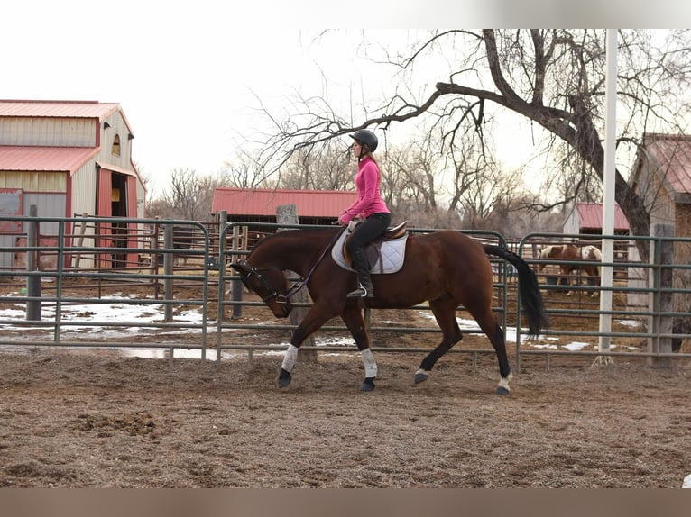 American Quarter Horse Wallach 11 Jahre 157 cm Rotbrauner in Fort Collins, CO
