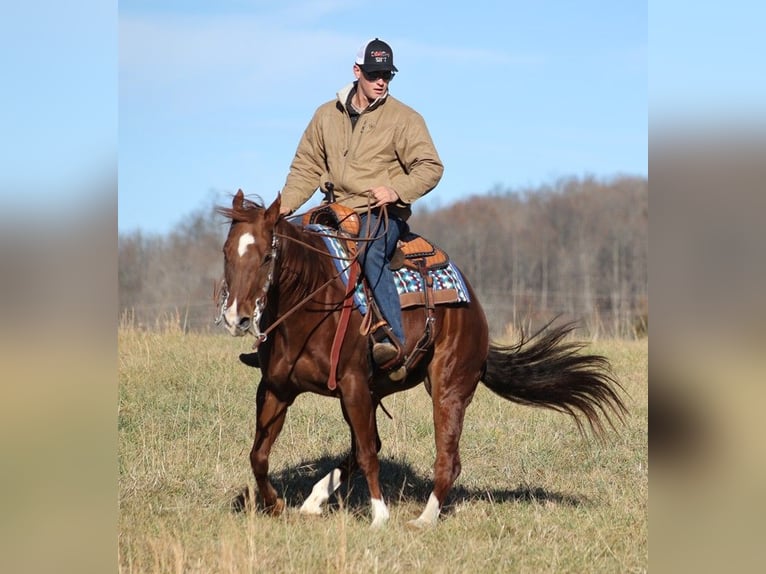 American Quarter Horse Wallach 11 Jahre 157 cm Rotfuchs in Brodhead Ky