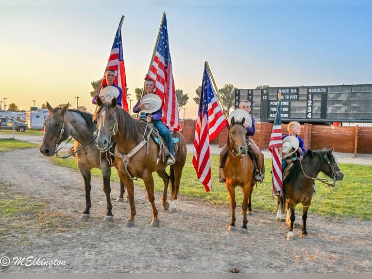 American Quarter Horse Wallach 11 Jahre 157 cm Rotfuchs in Rigby, ID