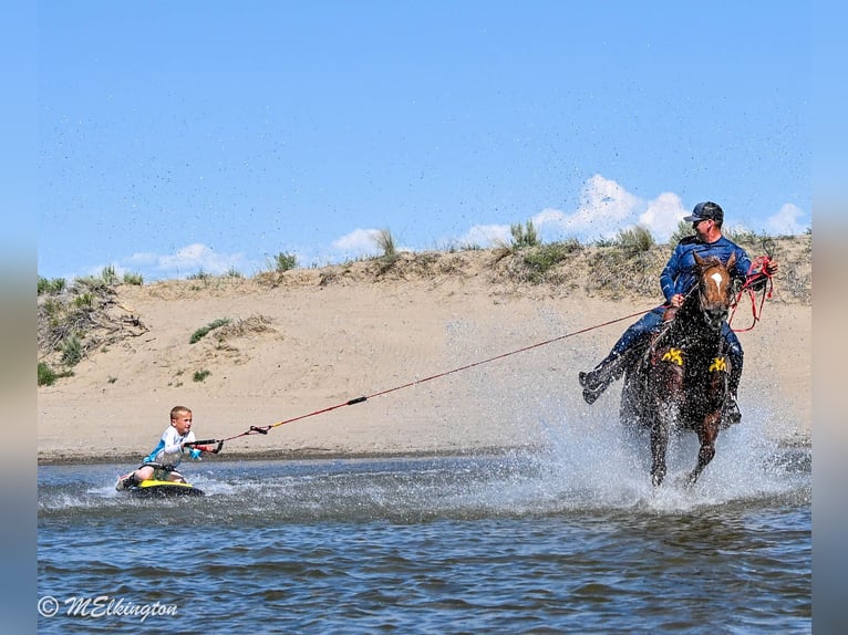 American Quarter Horse Wallach 11 Jahre 157 cm Rotfuchs in Rigby, ID