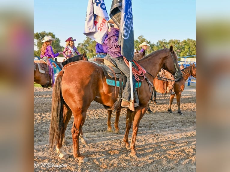 American Quarter Horse Wallach 11 Jahre 157 cm Rotfuchs in Rigby, ID