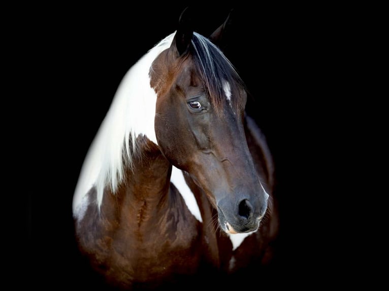 American Quarter Horse Wallach 11 Jahre 157 cm Tobiano-alle-Farben in Weatherford TX