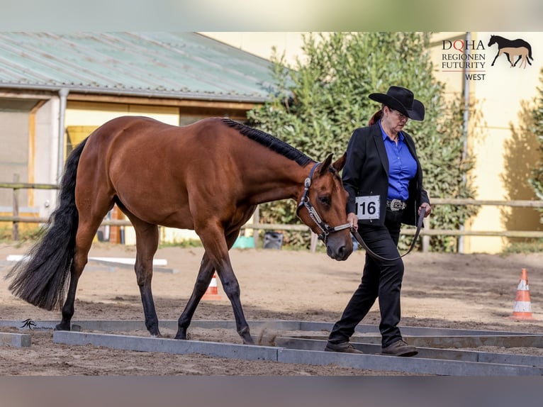 American Quarter Horse Wallach 11 Jahre 158 cm Dunkelbrauner in Goch