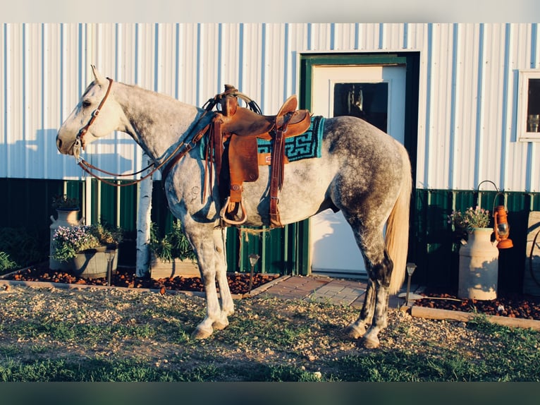 American Quarter Horse Wallach 11 Jahre 160 cm Apfelschimmel in Charlotte IA