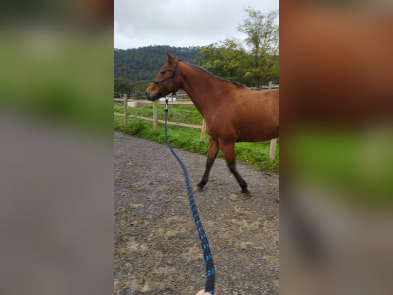 American Quarter Horse Wallach 11 Jahre 160 cm Brauner in Savona