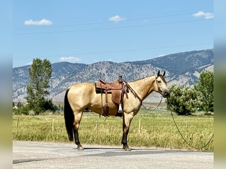 American Quarter Horse Wallach 11 Jahre 160 cm Buckskin in Drummond