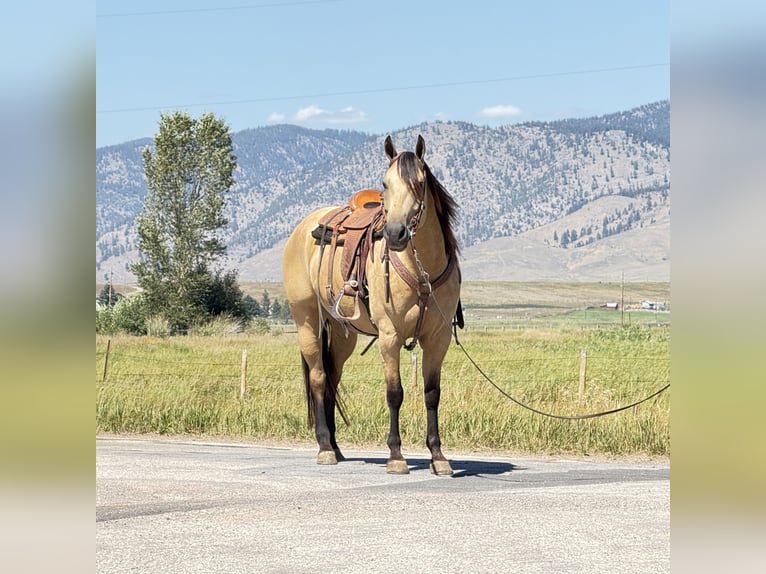 American Quarter Horse Wallach 11 Jahre 160 cm Buckskin in Drummond