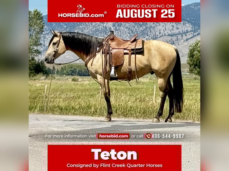 American Quarter Horse Wallach 11 Jahre 160 cm Buckskin in Drummond
