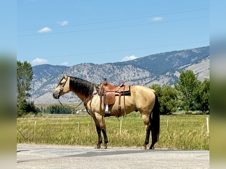 American Quarter Horse Wallach 11 Jahre 160 cm Buckskin in Drummond